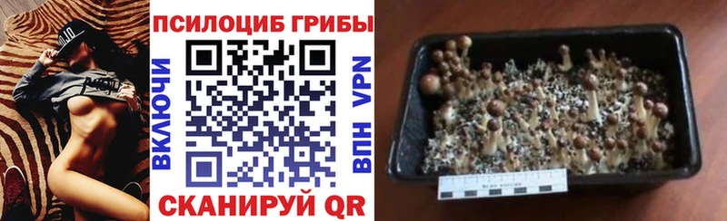 магазин    Узловая  Галлюциногенные грибы Magic Shrooms 